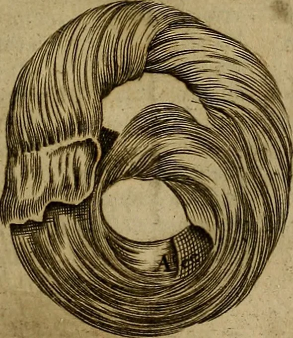 An illustration from Thomae Bartholini Archiatri Danici, Anatome quartum renovata : non tantum ex Institutionibus b.m. parentis, Caspari Bartholini, sed etiam ex omnium cùm veterum, tum recentiorum observationibus, ad circulationem Harveianam, & vasa lymphatica directis : cum iconibus novis et indicibus, 1684, leaf 408