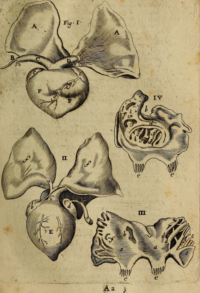 An illustration from Thomae Bartholini Archiatri Danici, Anatome quartum renovata : non tantum ex Institutionibus b.m. parentis, Caspari Bartholini, sed etiam ex omnium cùm veterum, tum recentiorum observationibus, ad circulationem Harveianam, & vasa lymphatica directis : cum iconibus novis et indicibus, 1684, leaf 420