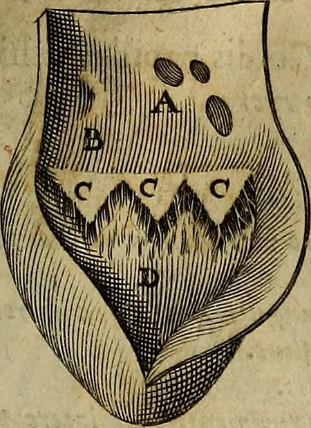 An illustration from Thomae Bartholini Archiatri Danici, Anatome quartum renovata : non tantum ex Institutionibus b.m. parentis, Caspari Bartholini, sed etiam ex omnium cùm veterum, tum recentiorum observationibus, ad circulationem Harveianam, & vasa lymphatica directis : cum iconibus novis et indicibus, 1684, leaf 436