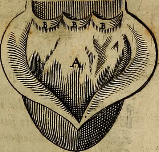 An illustration from Thomae Bartholini Archiatri Danici, Anatome quartum renovata : non tantum ex Institutionibus b.m. parentis, Caspari Bartholini, sed etiam ex omnium cùm veterum, tum recentiorum observationibus, ad circulationem Harveianam, & vasa lymphatica directis : cum iconibus novis et indicibus, 1684, leaf 436
