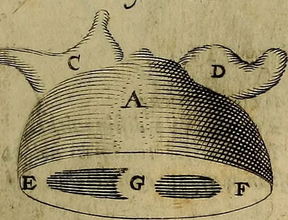 An illustration from Thomae Bartholini Archiatri Danici, Anatome quartum renovata : non tantum ex Institutionibus b.m. parentis, Caspari Bartholini, sed etiam ex omnium cùm veterum, tum recentiorum observationibus, ad circulationem Harveianam, & vasa lymphatica directis : cum iconibus novis et indicibus, 1684, leaf 436