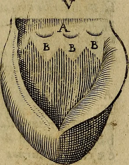 An illustration from Thomae Bartholini Archiatri Danici, Anatome quartum renovata : non tantum ex Institutionibus b.m. parentis, Caspari Bartholini, sed etiam ex omnium cùm veterum, tum recentiorum observationibus, ad circulationem Harveianam, & vasa lymphatica directis : cum iconibus novis et indicibus, 1684, leaf 436