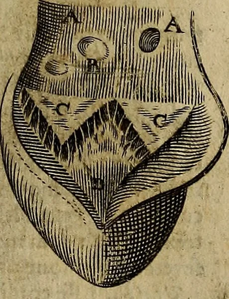 An illustration from Thomae Bartholini Archiatri Danici, Anatome quartum renovata : non tantum ex Institutionibus b.m. parentis, Caspari Bartholini, sed etiam ex omnium cùm veterum, tum recentiorum observationibus, ad circulationem Harveianam, & vasa lymphatica directis : cum iconibus novis et indicibus, 1684, leaf 436