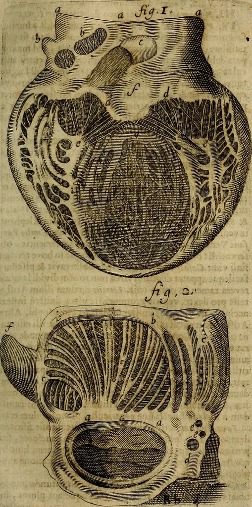 An illustration from Thomae Bartholini Archiatri Danici, Anatome quartum renovata : non tantum ex Institutionibus b.m. parentis, Caspari Bartholini, sed etiam ex omnium cùm veterum, tum recentiorum observationibus, ad circulationem Harveianam, & vasa lymphatica directis : cum iconibus novis et indicibus, 1684, leaf 438