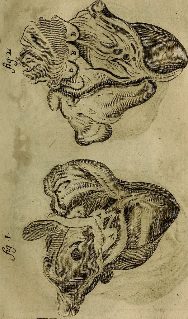 An illustration from Thomae Bartholini Archiatri Danici, Anatome quartum renovata : non tantum ex Institutionibus b.m. parentis, Caspari Bartholini, sed etiam ex omnium cùm veterum, tum recentiorum observationibus, ad circulationem Harveianam, & vasa lymphatica directis : cum iconibus novis et indicibus, 1684, leaf 442
