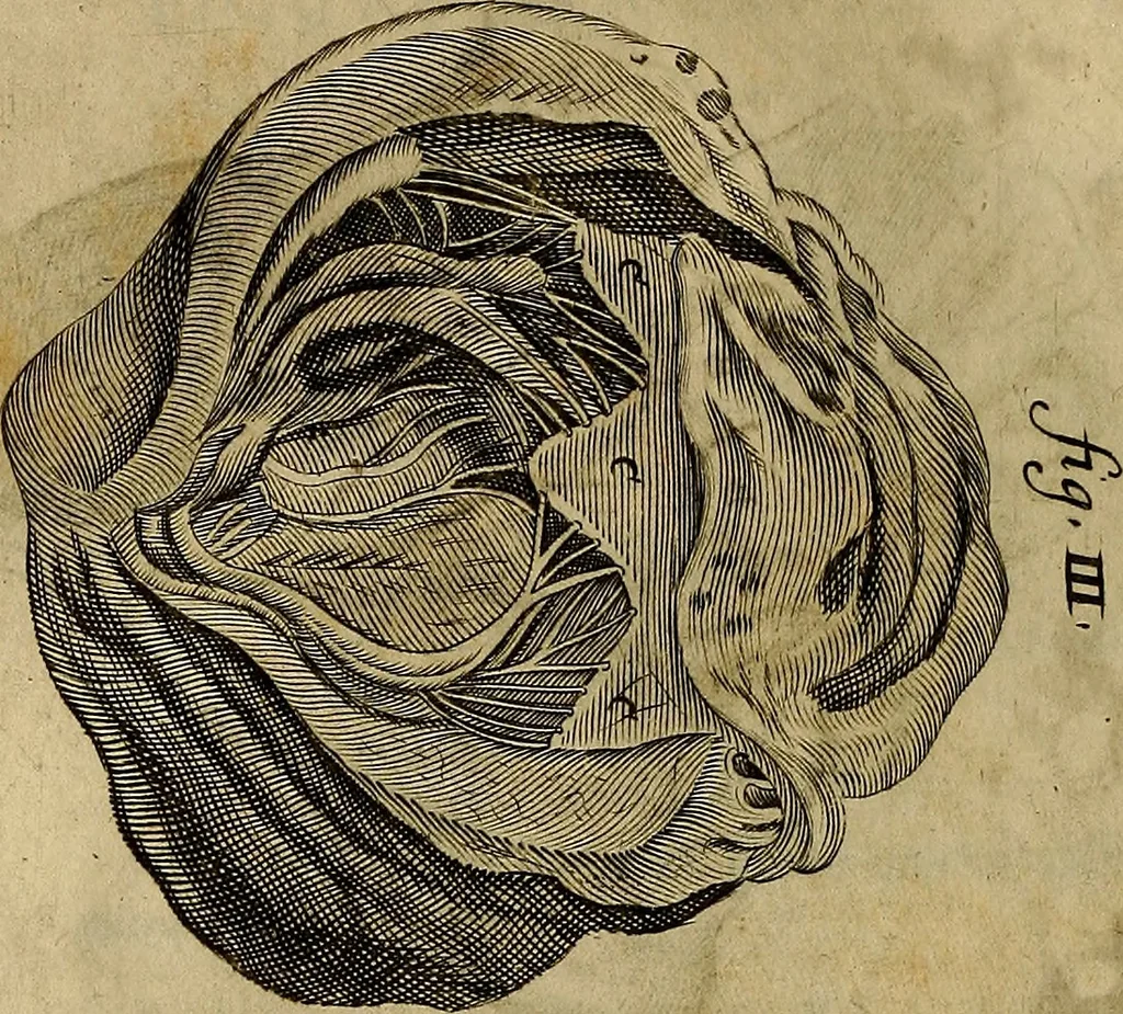 An illustration from Thomae Bartholini Archiatri Danici, Anatome quartum renovata : non tantum ex Institutionibus b.m. parentis, Caspari Bartholini, sed etiam ex omnium cùm veterum, tum recentiorum observationibus, ad circulationem Harveianam, & vasa lymphatica directis : cum iconibus novis et indicibus, 1684, leaf 443