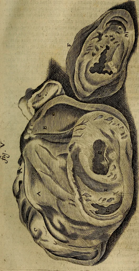 An illustration from Thomae Bartholini Archiatri Danici, Anatome quartum renovata : non tantum ex Institutionibus b.m. parentis, Caspari Bartholini, sed etiam ex omnium cùm veterum, tum recentiorum observationibus, ad circulationem Harveianam, & vasa lymphatica directis : cum iconibus novis et indicibus, 1684, leaf 444
