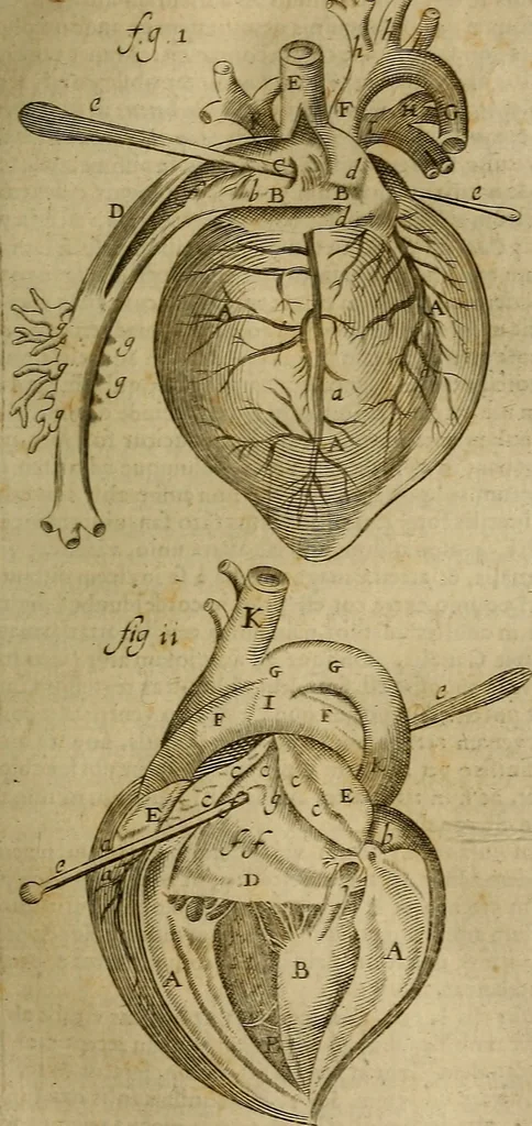 An illustration from Thomae Bartholini Archiatri Danici, Anatome quartum renovata : non tantum ex Institutionibus b.m. parentis, Caspari Bartholini, sed etiam ex omnium cùm veterum, tum recentiorum observationibus, ad circulationem Harveianam, & vasa lymphatica directis : cum iconibus novis et indicibus, 1684, leaf 456