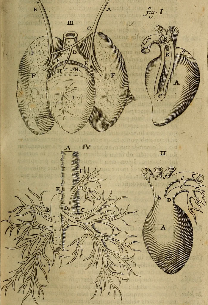 An illustration from Thomae Bartholini Archiatri Danici, Anatome quartum renovata : non tantum ex Institutionibus b.m. parentis, Caspari Bartholini, sed etiam ex omnium cùm veterum, tum recentiorum observationibus, ad circulationem Harveianam, & vasa lymphatica directis : cum iconibus novis et indicibus, 1684, leaf 460