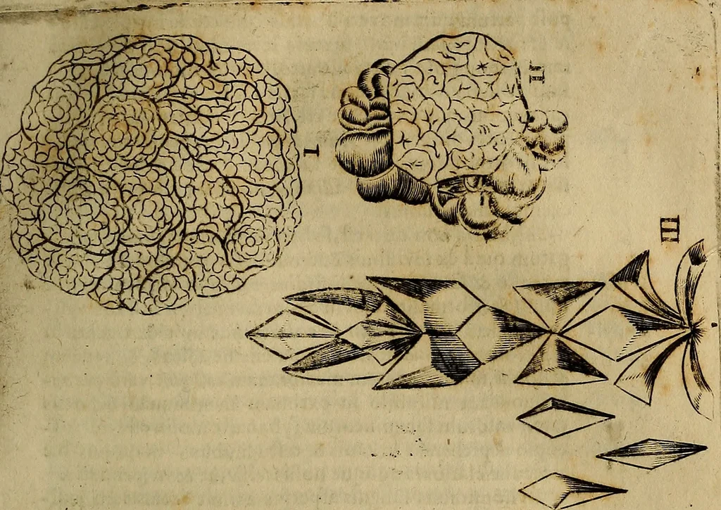 An illustration from Thomae Bartholini Archiatri Danici, Anatome quartum renovata : non tantum ex Institutionibus b.m. parentis, Caspari Bartholini, sed etiam ex omnium cùm veterum, tum recentiorum observationibus, ad circulationem Harveianam, & vasa lymphatica directis : cum iconibus novis et indicibus, 1684, leaf 464
