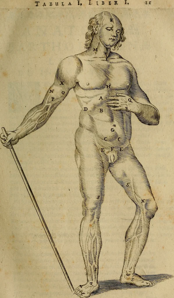 An illustration from Thomae Bartholini Archiatri Danici, Anatome quartum renovata : non tantum ex Institutionibus b.m. parentis, Caspari Bartholini, sed etiam ex omnium cùm veterum, tum recentiorum observationibus, ad circulationem Harveianam, & vasa lymphatica directis : cum iconibus novis et indicibus, 1684, leaf 48