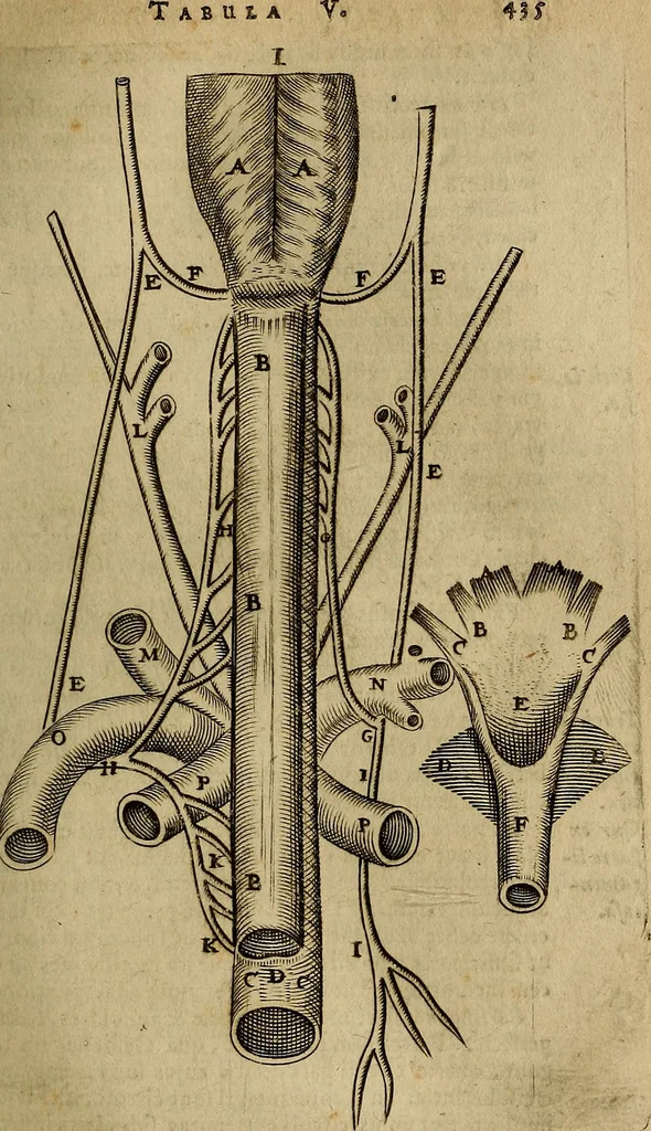 An illustration from Thomae Bartholini Archiatri Danici, Anatome quartum renovata : non tantum ex Institutionibus b.m. parentis, Caspari Bartholini, sed etiam ex omnium cùm veterum, tum recentiorum observationibus, ad circulationem Harveianam, & vasa lymphatica directis : cum iconibus novis et indicibus, 1684, leaf 482