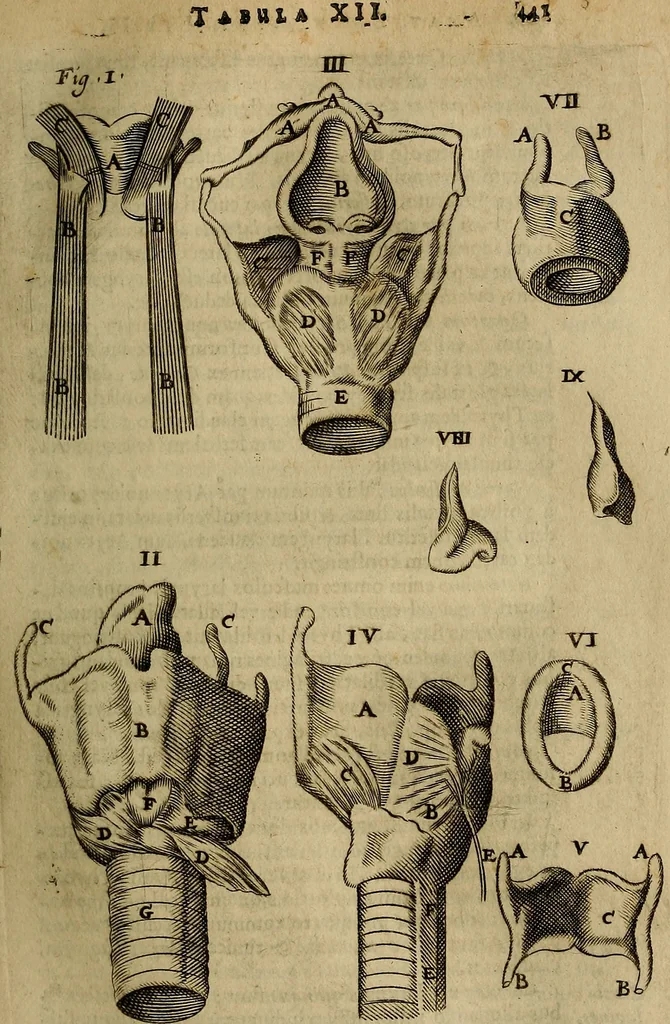 An illustration from Thomae Bartholini Archiatri Danici, Anatome quartum renovata : non tantum ex Institutionibus b.m. parentis, Caspari Bartholini, sed etiam ex omnium cùm veterum, tum recentiorum observationibus, ad circulationem Harveianam, & vasa lymphatica directis : cum iconibus novis et indicibus, 1684, leaf 488