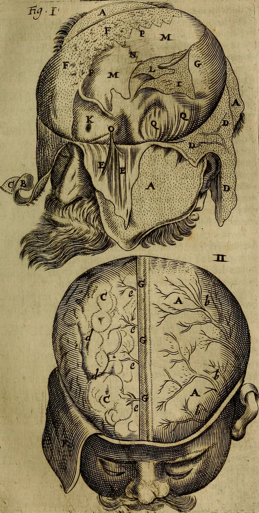 An illustration from Thomae Bartholini Archiatri Danici, Anatome quartum renovata : non tantum ex Institutionibus b.m. parentis, Caspari Bartholini, sed etiam ex omnium cùm veterum, tum recentiorum observationibus, ad circulationem Harveianam, & vasa lymphatica directis : cum iconibus novis et indicibus, 1684, leaf 508
