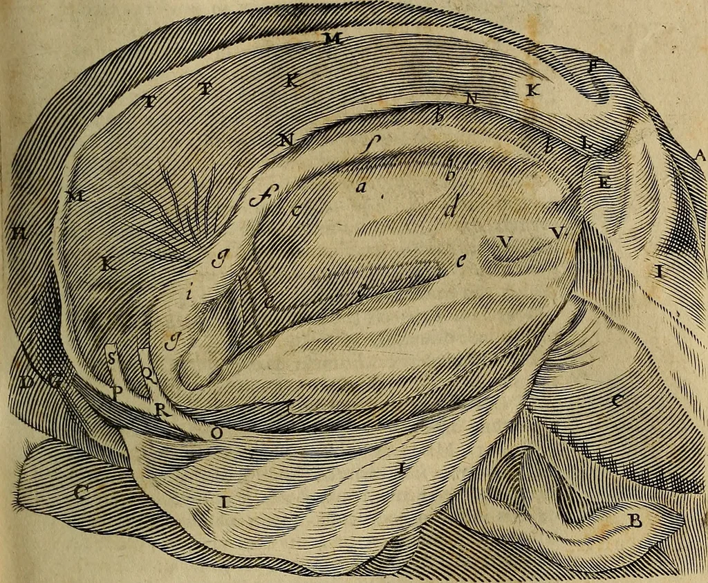 An illustration from Thomae Bartholini Archiatri Danici, Anatome quartum renovata : non tantum ex Institutionibus b.m. parentis, Caspari Bartholini, sed etiam ex omnium cùm veterum, tum recentiorum observationibus, ad circulationem Harveianam, & vasa lymphatica directis : cum iconibus novis et indicibus, 1684, leaf 512