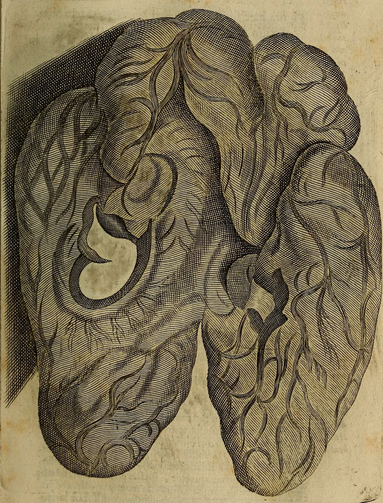 An illustration from Thomae Bartholini Archiatri Danici, Anatome quartum renovata : non tantum ex Institutionibus b.m. parentis, Caspari Bartholini, sed etiam ex omnium cùm veterum, tum recentiorum observationibus, ad circulationem Harveianam, & vasa lymphatica directis : cum iconibus novis et indicibus, 1684, leaf 516