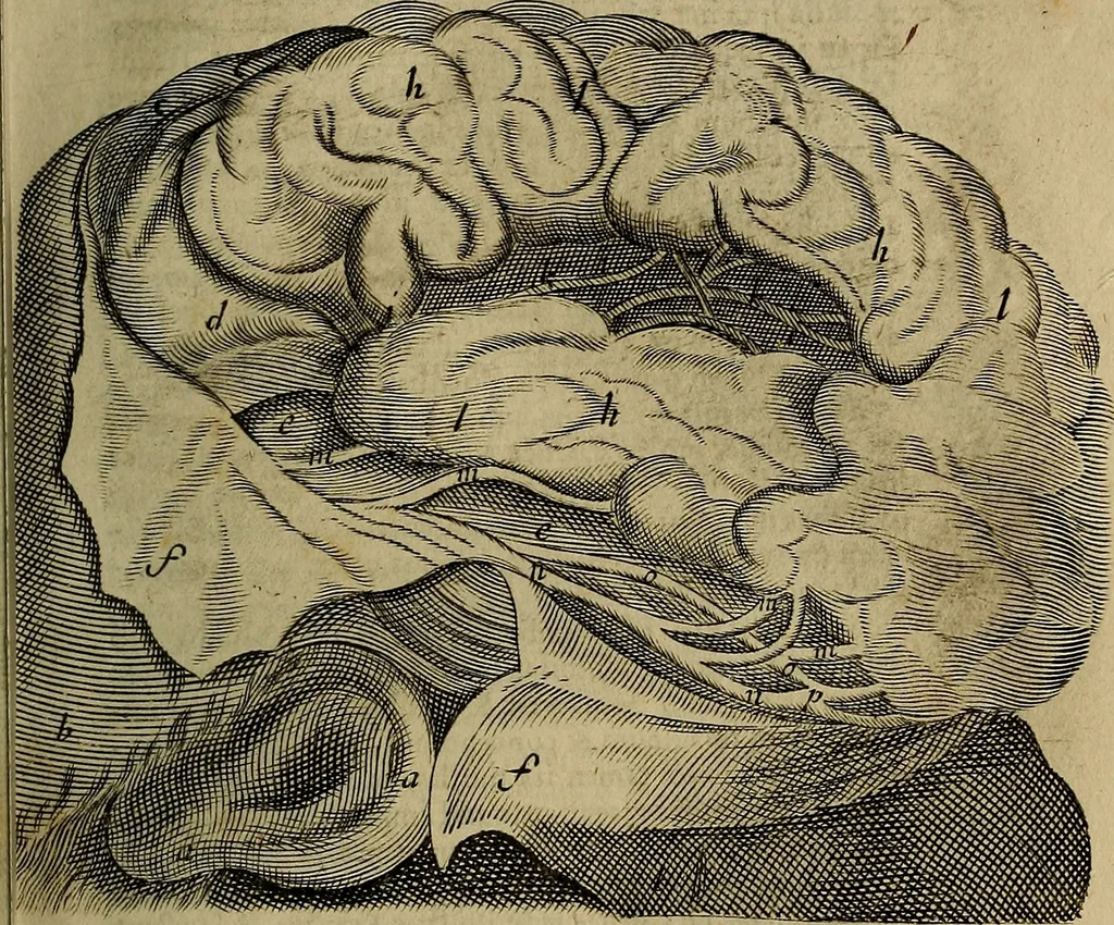 An illustration from Thomae Bartholini Archiatri Danici, Anatome quartum renovata : non tantum ex Institutionibus b.m. parentis, Caspari Bartholini, sed etiam ex omnium cùm veterum, tum recentiorum observationibus, ad circulationem Harveianam, & vasa lymphatica directis : cum iconibus novis et indicibus, 1684, leaf 518
