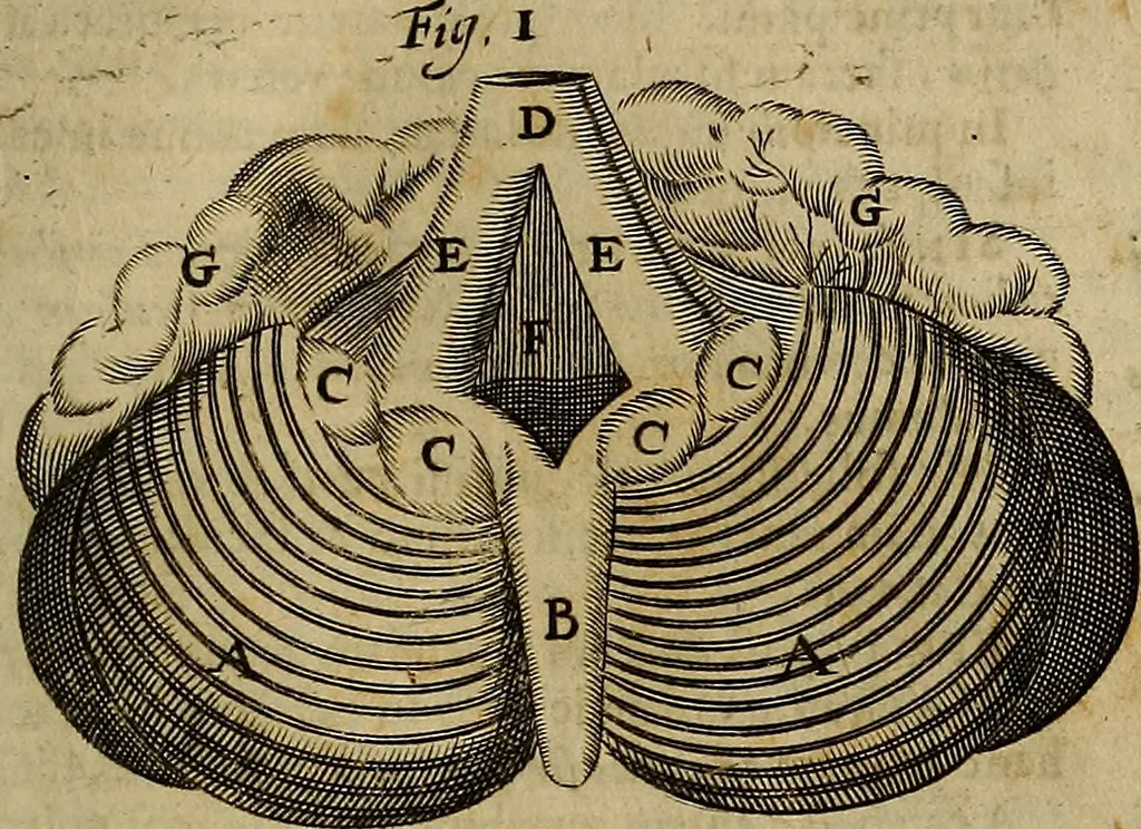 An illustration from Thomae Bartholini Archiatri Danici, Anatome quartum renovata : non tantum ex Institutionibus b.m. parentis, Caspari Bartholini, sed etiam ex omnium cùm veterum, tum recentiorum observationibus, ad circulationem Harveianam, & vasa lymphatica directis : cum iconibus novis et indicibus, 1684, leaf 528