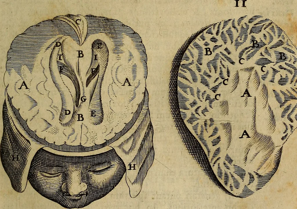 An illustration from Thomae Bartholini Archiatri Danici, Anatome quartum renovata : non tantum ex Institutionibus b.m. parentis, Caspari Bartholini, sed etiam ex omnium cùm veterum, tum recentiorum observationibus, ad circulationem Harveianam, & vasa lymphatica directis : cum iconibus novis et indicibus, 1684, leaf 528