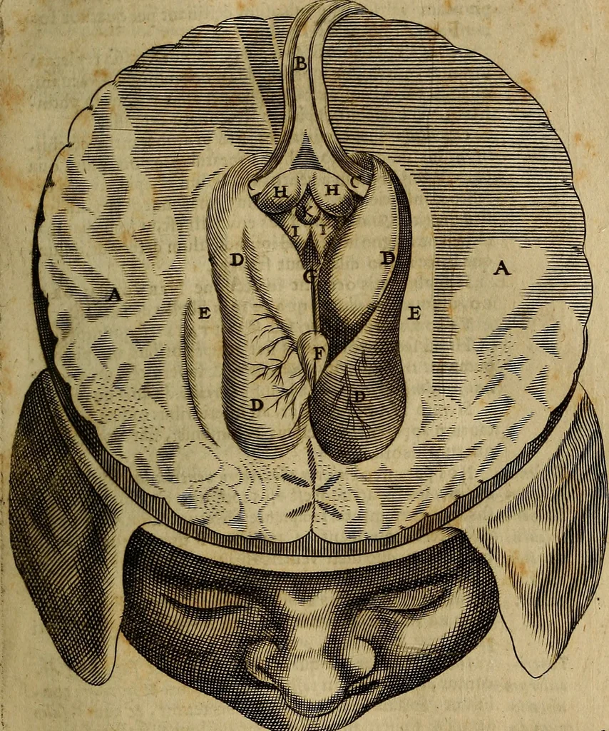 An illustration from Thomae Bartholini Archiatri Danici, Anatome quartum renovata : non tantum ex Institutionibus b.m. parentis, Caspari Bartholini, sed etiam ex omnium cùm veterum, tum recentiorum observationibus, ad circulationem Harveianam, & vasa lymphatica directis : cum iconibus novis et indicibus, 1684, leaf 536