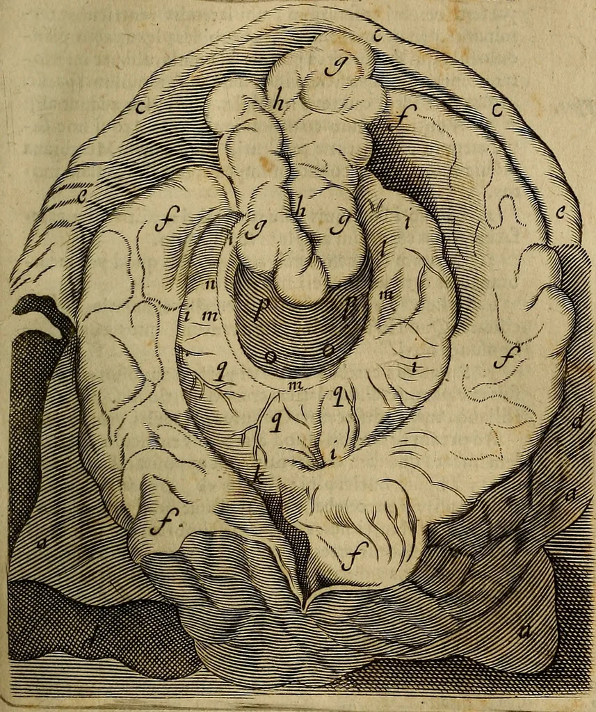 An illustration from Thomae Bartholini Archiatri Danici, Anatome quartum renovata : non tantum ex Institutionibus b.m. parentis, Caspari Bartholini, sed etiam ex omnium cùm veterum, tum recentiorum observationibus, ad circulationem Harveianam, & vasa lymphatica directis : cum iconibus novis et indicibus, 1684, leaf 542