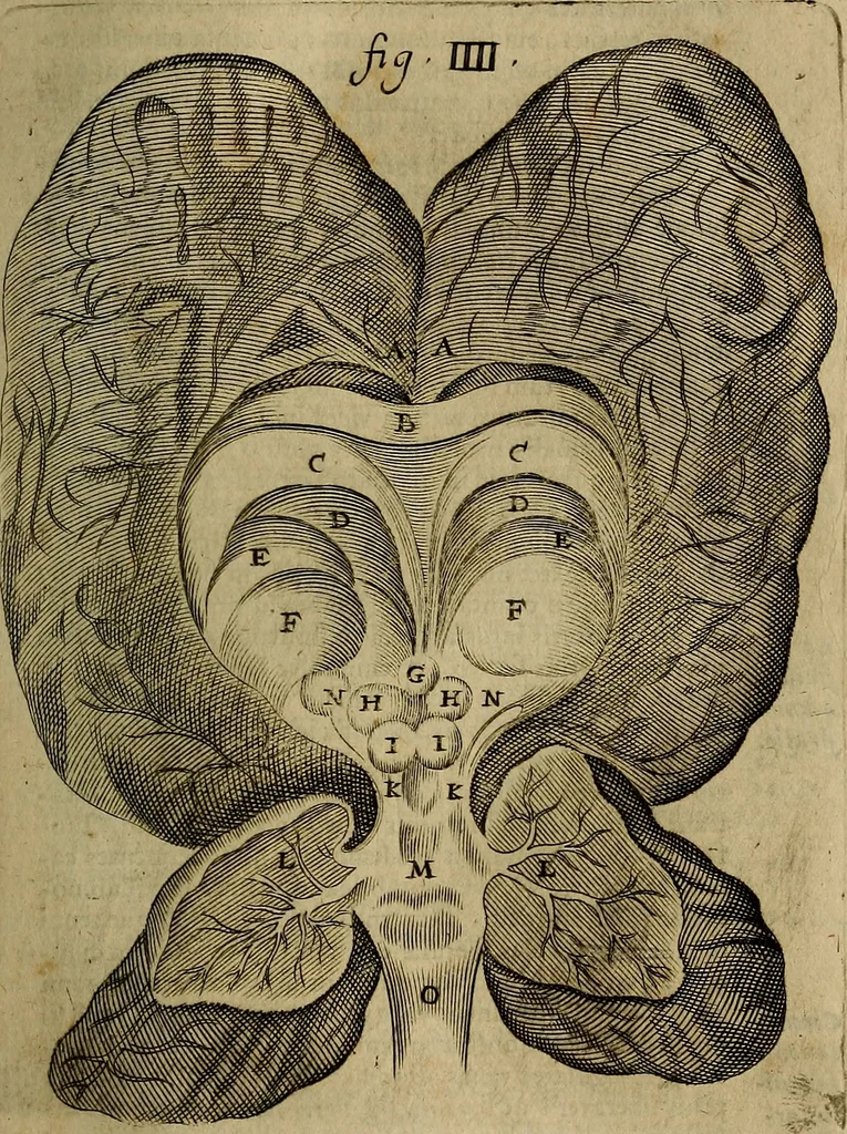 An illustration from Thomae Bartholini Archiatri Danici, Anatome quartum renovata : non tantum ex Institutionibus b.m. parentis, Caspari Bartholini, sed etiam ex omnium cùm veterum, tum recentiorum observationibus, ad circulationem Harveianam, & vasa lymphatica directis : cum iconibus novis et indicibus, 1684, leaf 548