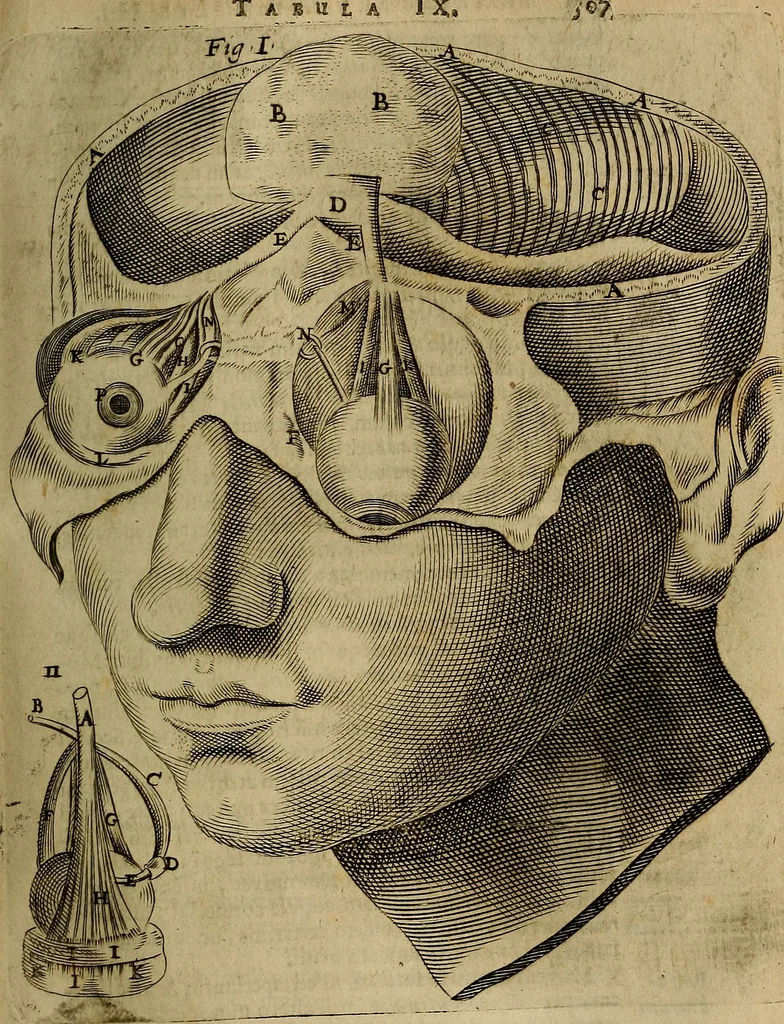An illustration from Thomae Bartholini Archiatri Danici, Anatome quartum renovata : non tantum ex Institutionibus b.m. parentis, Caspari Bartholini, sed etiam ex omnium cùm veterum, tum recentiorum observationibus, ad circulationem Harveianam, & vasa lymphatica directis : cum iconibus novis et indicibus, 1684, leaf 554