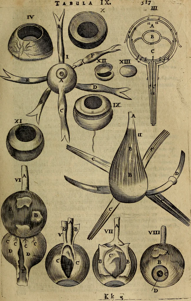 An illustration from Thomae Bartholini Archiatri Danici, Anatome quartum renovata : non tantum ex Institutionibus b.m. parentis, Caspari Bartholini, sed etiam ex omnium cùm veterum, tum recentiorum observationibus, ad circulationem Harveianam, & vasa lymphatica directis : cum iconibus novis et indicibus, 1684, leaf 564