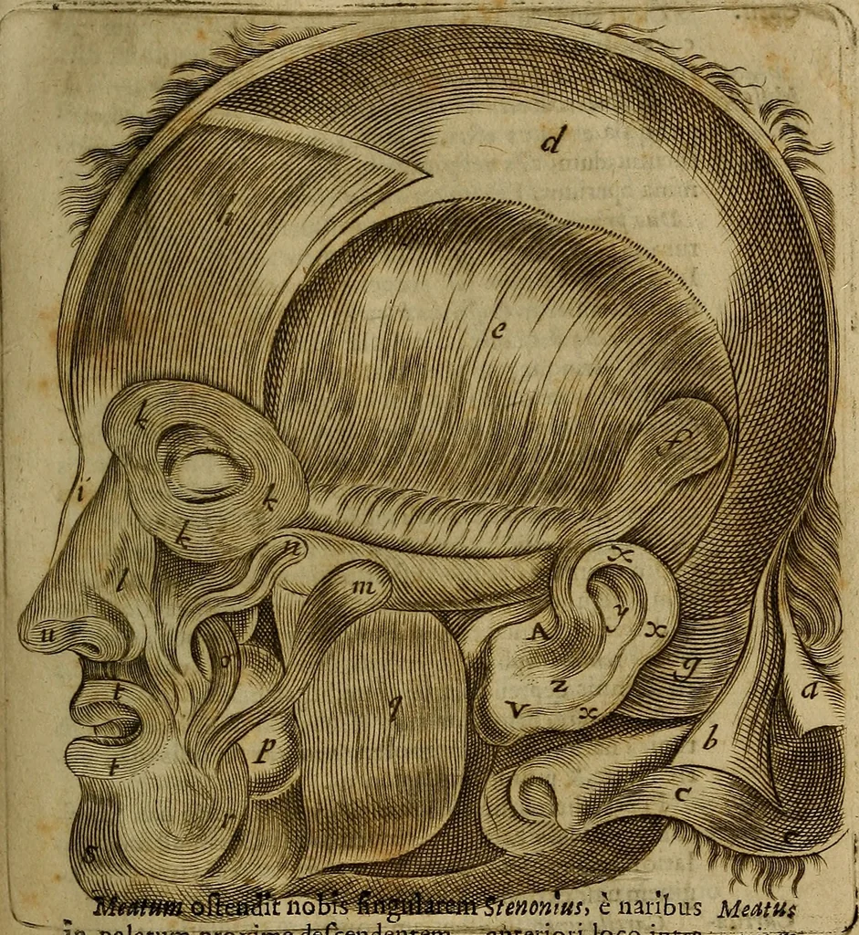 An illustration from Thomae Bartholini Archiatri Danici, Anatome quartum renovata : non tantum ex Institutionibus b.m. parentis, Caspari Bartholini, sed etiam ex omnium cùm veterum, tum recentiorum observationibus, ad circulationem Harveianam, & vasa lymphatica directis : cum iconibus novis et indicibus, 1684, leaf 576