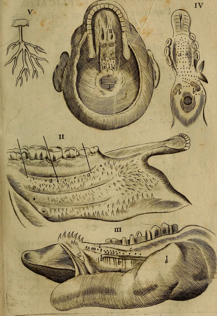 An illustration from Thomae Bartholini Archiatri Danici, Anatome quartum renovata : non tantum ex Institutionibus b.m. parentis, Caspari Bartholini, sed etiam ex omnium cùm veterum, tum recentiorum observationibus, ad circulationem Harveianam, & vasa lymphatica directis : cum iconibus novis et indicibus, 1684, leaf 586