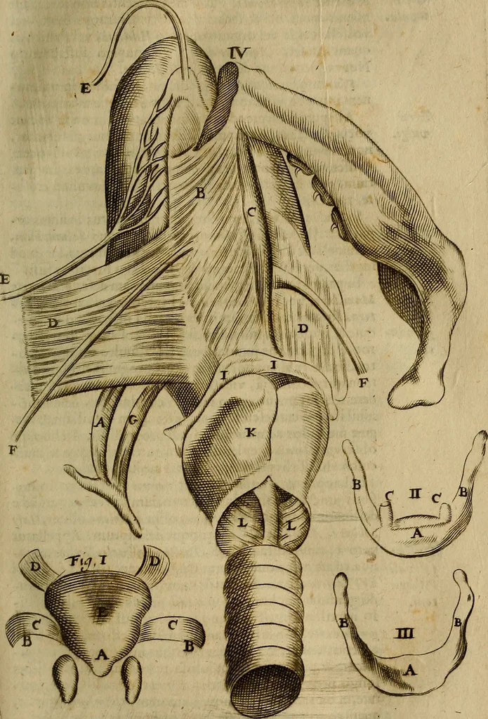 An illustration from Thomae Bartholini Archiatri Danici, Anatome quartum renovata : non tantum ex Institutionibus b.m. parentis, Caspari Bartholini, sed etiam ex omnium cùm veterum, tum recentiorum observationibus, ad circulationem Harveianam, & vasa lymphatica directis : cum iconibus novis et indicibus, 1684, leaf 588
