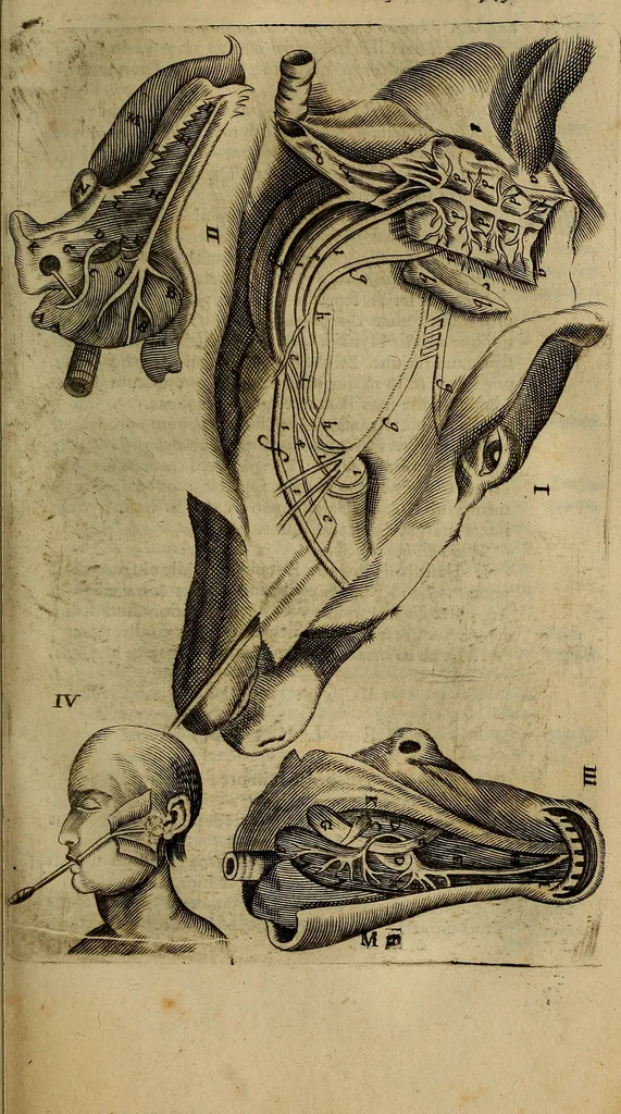 An illustration from Thomae Bartholini Archiatri Danici, Anatome quartum renovata : non tantum ex Institutionibus b.m. parentis, Caspari Bartholini, sed etiam ex omnium cùm veterum, tum recentiorum observationibus, ad circulationem Harveianam, & vasa lymphatica directis : cum iconibus novis et indicibus, 1684, leaf 592