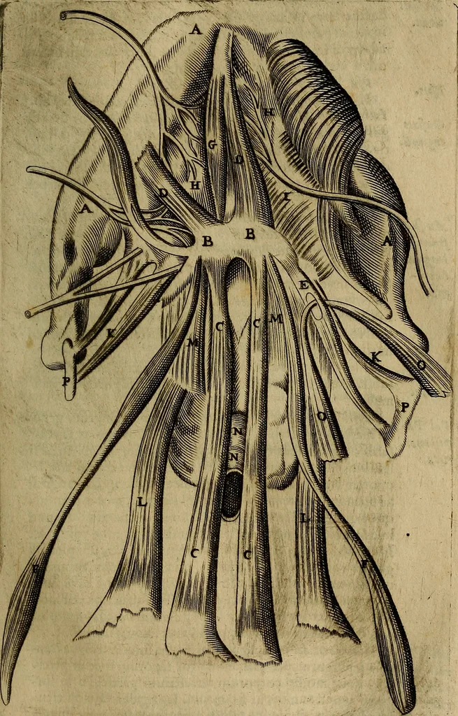 An illustration from Thomae Bartholini Archiatri Danici, Anatome quartum renovata : non tantum ex Institutionibus b.m. parentis, Caspari Bartholini, sed etiam ex omnium cùm veterum, tum recentiorum observationibus, ad circulationem Harveianam, & vasa lymphatica directis : cum iconibus novis et indicibus, 1684, leaf 598