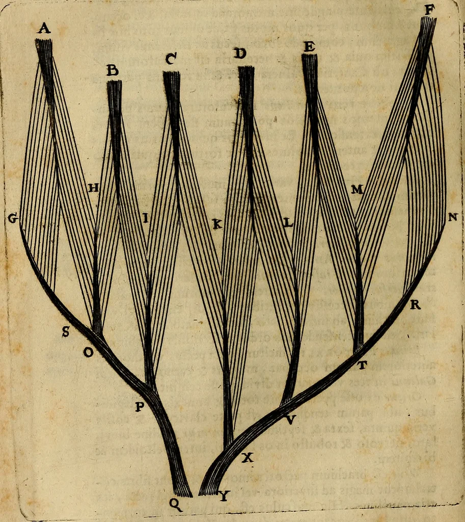 An illustration from Thomae Bartholini Archiatri Danici, Anatome quartum renovata : non tantum ex Institutionibus b.m. parentis, Caspari Bartholini, sed etiam ex omnium cùm veterum, tum recentiorum observationibus, ad circulationem Harveianam, & vasa lymphatica directis : cum iconibus novis et indicibus, 1684, leaf 607