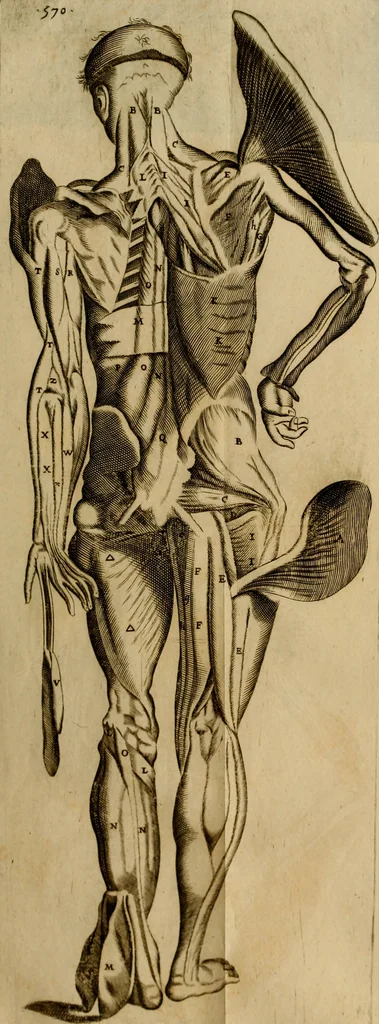 An illustration from Thomae Bartholini Archiatri Danici, Anatome quartum renovata : non tantum ex Institutionibus b.m. parentis, Caspari Bartholini, sed etiam ex omnium cùm veterum, tum recentiorum observationibus, ad circulationem Harveianam, & vasa lymphatica directis : cum iconibus novis et indicibus, 1684, leaf 620