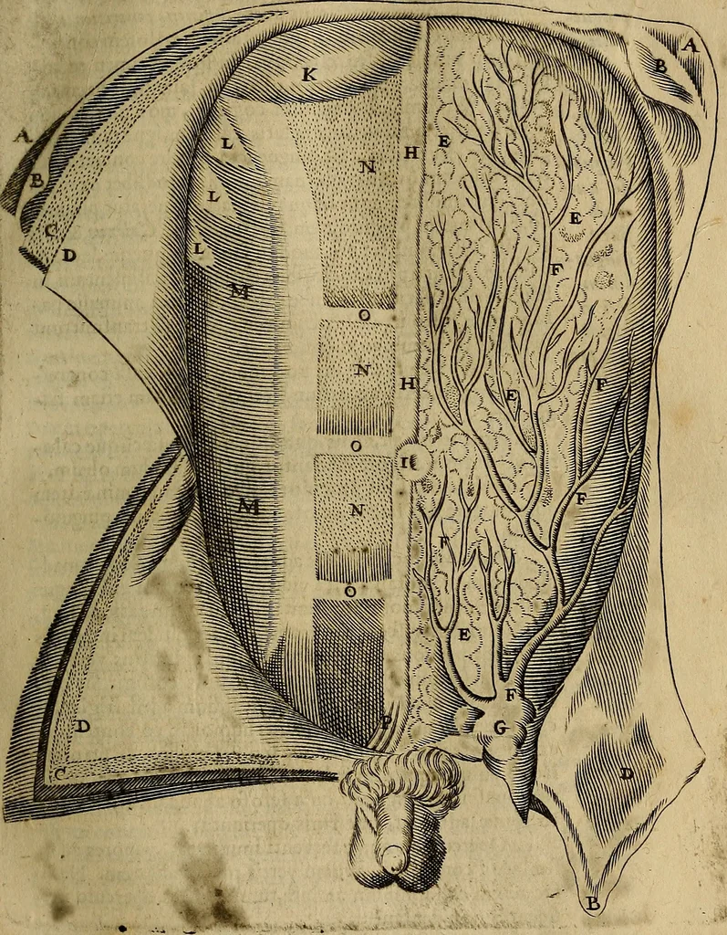 An illustration from Thomae Bartholini Archiatri Danici, Anatome quartum renovata : non tantum ex Institutionibus b.m. parentis, Caspari Bartholini, sed etiam ex omnium cùm veterum, tum recentiorum observationibus, ad circulationem Harveianam, & vasa lymphatica directis : cum iconibus novis et indicibus, 1684, leaf 64