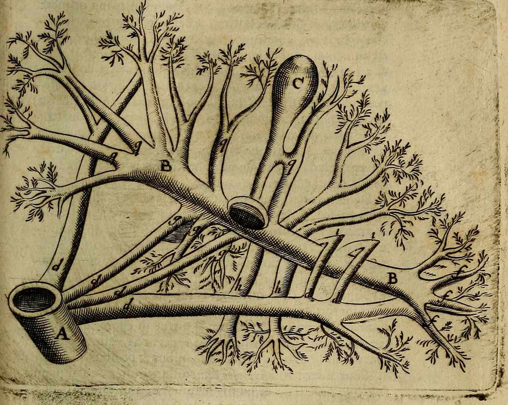 An illustration from Thomae Bartholini Archiatri Danici, Anatome quartum renovata : non tantum ex Institutionibus b.m. parentis, Caspari Bartholini, sed etiam ex omnium cùm veterum, tum recentiorum observationibus, ad circulationem Harveianam, & vasa lymphatica directis : cum iconibus novis et indicibus, 1684, leaf 644