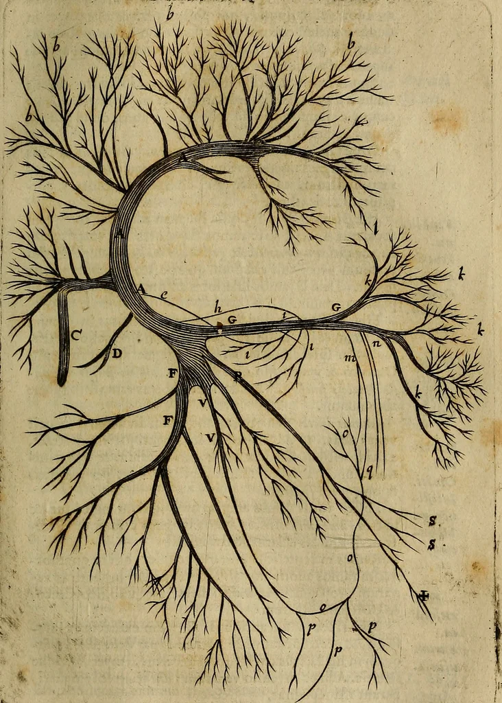 An illustration from Thomae Bartholini Archiatri Danici, Anatome quartum renovata : non tantum ex Institutionibus b.m. parentis, Caspari Bartholini, sed etiam ex omnium cùm veterum, tum recentiorum observationibus, ad circulationem Harveianam, & vasa lymphatica directis : cum iconibus novis et indicibus, 1684, leaf 654