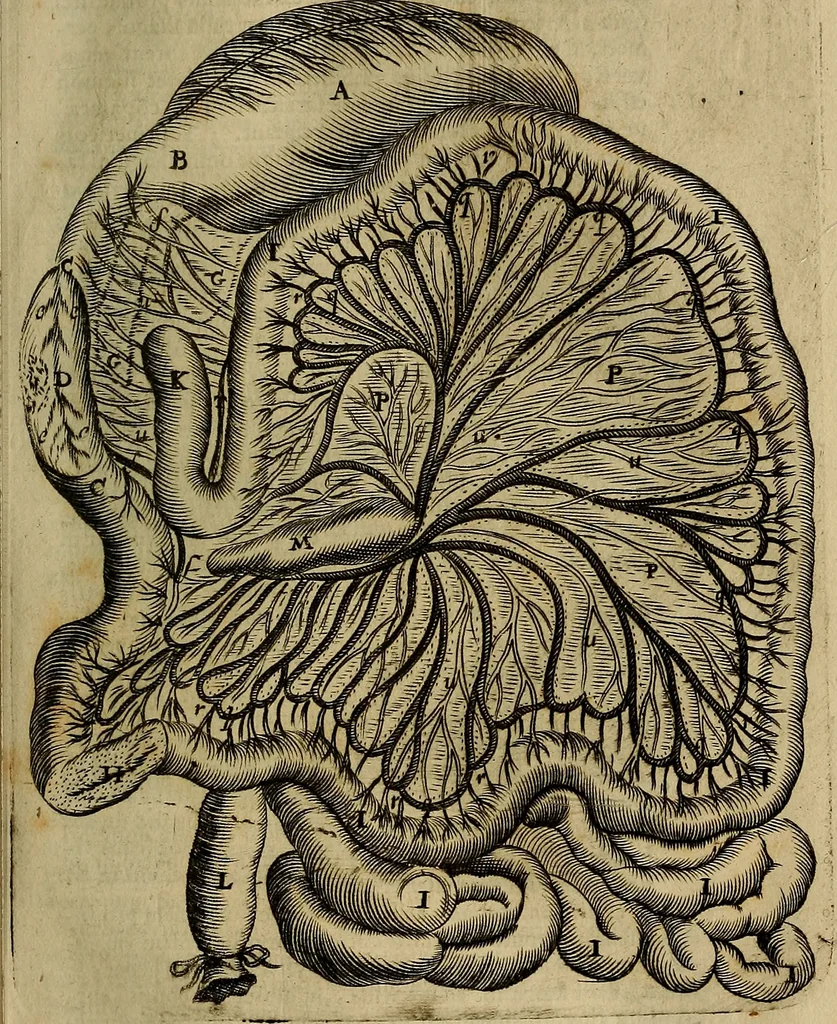 An illustration from Thomae Bartholini Archiatri Danici, Anatome quartum renovata : non tantum ex Institutionibus b.m. parentis, Caspari Bartholini, sed etiam ex omnium cùm veterum, tum recentiorum observationibus, ad circulationem Harveianam, & vasa lymphatica directis : cum iconibus novis et indicibus, 1684, leaf 658