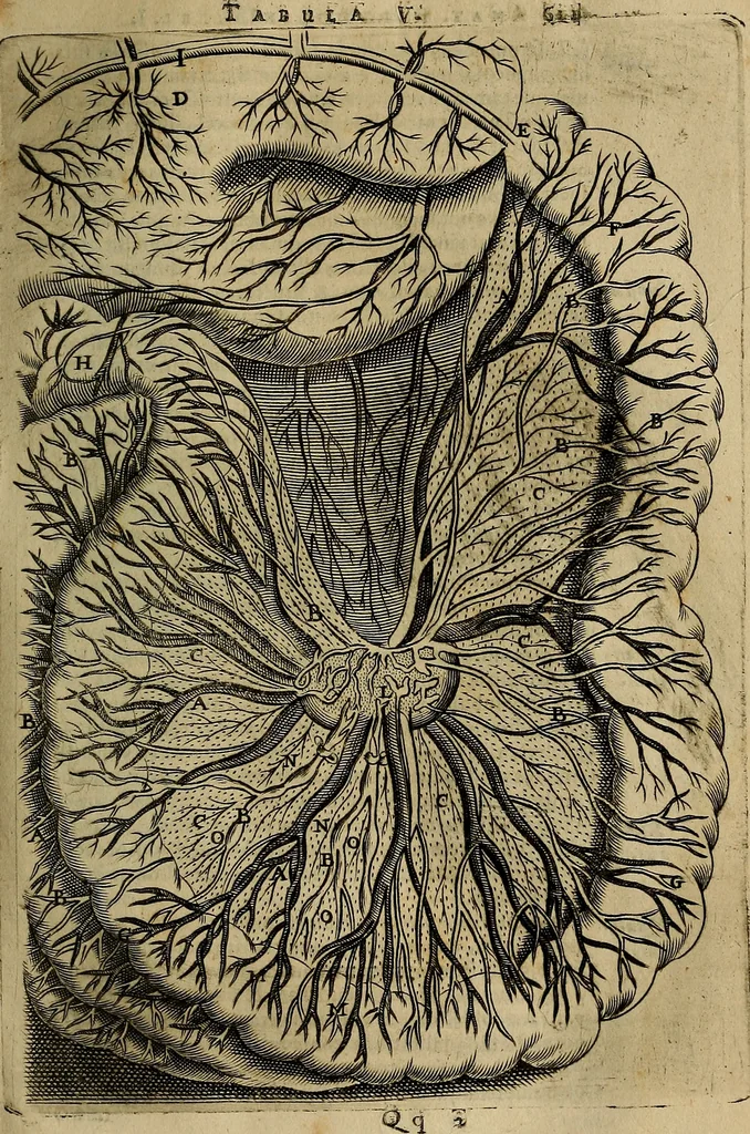 An illustration from Thomae Bartholini Archiatri Danici, Anatome quartum renovata : non tantum ex Institutionibus b.m. parentis, Caspari Bartholini, sed etiam ex omnium cùm veterum, tum recentiorum observationibus, ad circulationem Harveianam, & vasa lymphatica directis : cum iconibus novis et indicibus, 1684, leaf 664