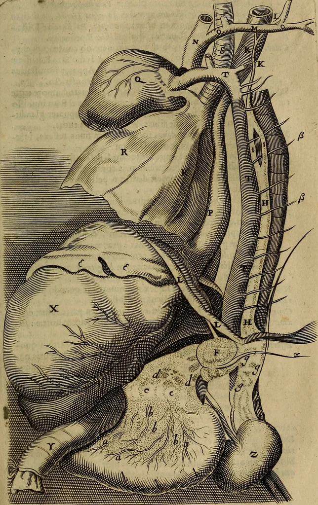 An illustration from Thomae Bartholini Archiatri Danici, Anatome quartum renovata : non tantum ex Institutionibus b.m. parentis, Caspari Bartholini, sed etiam ex omnium cùm veterum, tum recentiorum observationibus, ad circulationem Harveianam, & vasa lymphatica directis : cum iconibus novis et indicibus, 1684, leaf 672