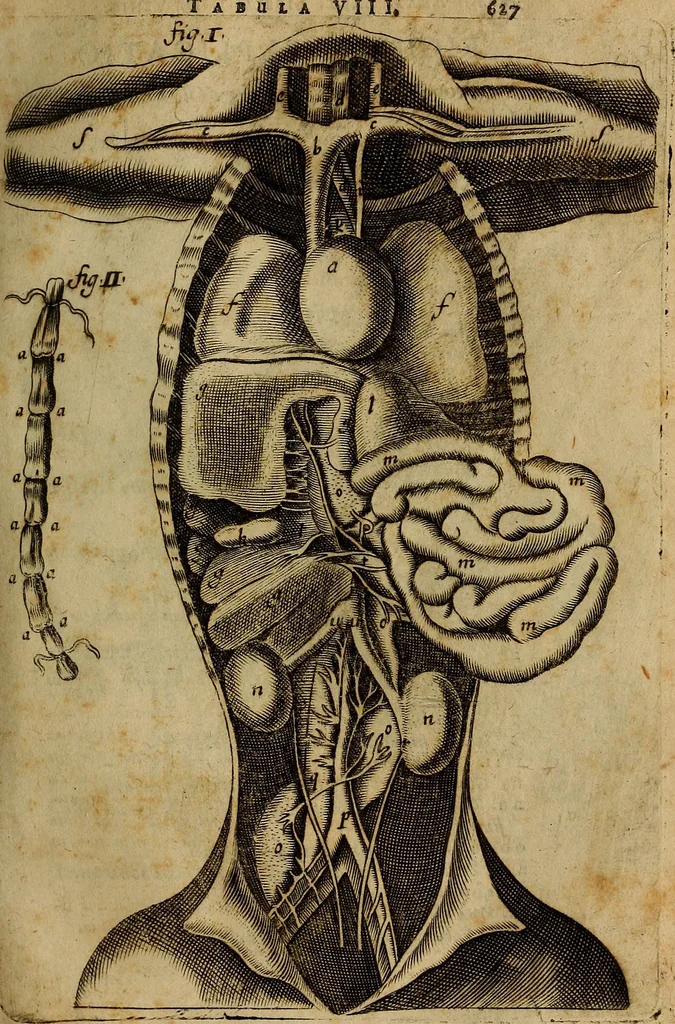 An illustration from Thomae Bartholini Archiatri Danici, Anatome quartum renovata : non tantum ex Institutionibus b.m. parentis, Caspari Bartholini, sed etiam ex omnium cùm veterum, tum recentiorum observationibus, ad circulationem Harveianam, & vasa lymphatica directis : cum iconibus novis et indicibus, 1684, leaf 680