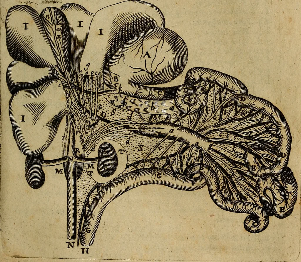 An illustration from Thomae Bartholini Archiatri Danici, Anatome quartum renovata : non tantum ex Institutionibus b.m. parentis, Caspari Bartholini, sed etiam ex omnium cùm veterum, tum recentiorum observationibus, ad circulationem Harveianam, & vasa lymphatica directis : cum iconibus novis et indicibus, 1684, leaf 682