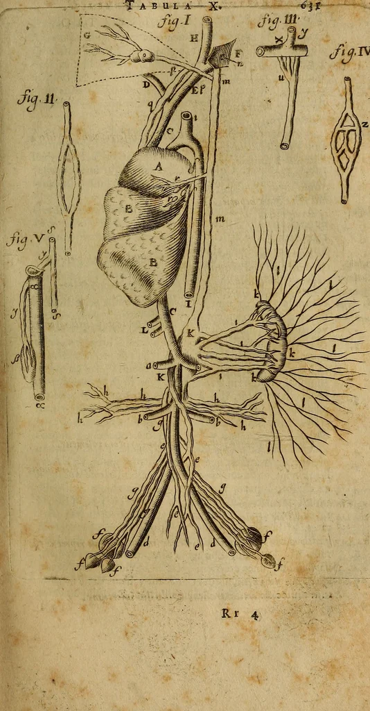 An illustration from Thomae Bartholini Archiatri Danici, Anatome quartum renovata : non tantum ex Institutionibus b.m. parentis, Caspari Bartholini, sed etiam ex omnium cùm veterum, tum recentiorum observationibus, ad circulationem Harveianam, & vasa lymphatica directis : cum iconibus novis et indicibus, 1684, leaf 684
