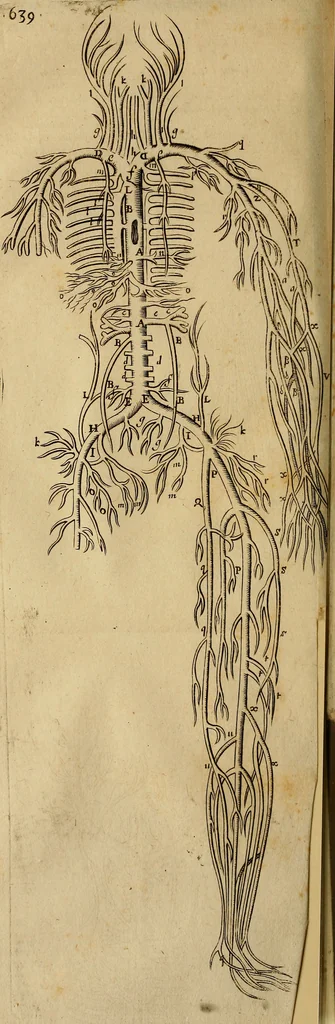An illustration from Thomae Bartholini Archiatri Danici, Anatome quartum renovata : non tantum ex Institutionibus b.m. parentis, Caspari Bartholini, sed etiam ex omnium cùm veterum, tum recentiorum observationibus, ad circulationem Harveianam, & vasa lymphatica directis : cum iconibus novis et indicibus, 1684, leaf 693
