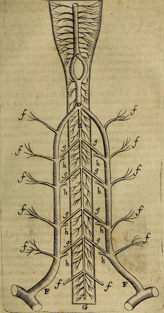 An illustration from Thomae Bartholini Archiatri Danici, Anatome quartum renovata : non tantum ex Institutionibus b.m. parentis, Caspari Bartholini, sed etiam ex omnium cùm veterum, tum recentiorum observationibus, ad circulationem Harveianam, & vasa lymphatica directis : cum iconibus novis et indicibus, 1684, leaf 714