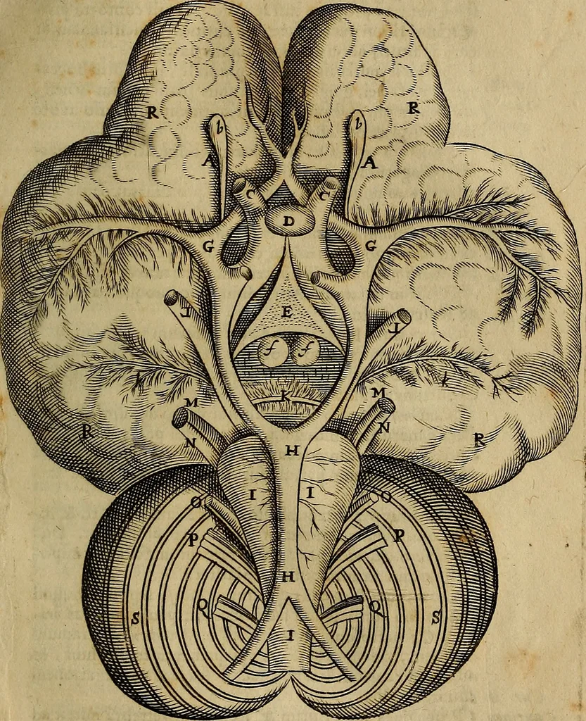 An illustration from Thomae Bartholini Archiatri Danici, Anatome quartum renovata : non tantum ex Institutionibus b.m. parentis, Caspari Bartholini, sed etiam ex omnium cùm veterum, tum recentiorum observationibus, ad circulationem Harveianam, & vasa lymphatica directis : cum iconibus novis et indicibus, 1684, leaf 732