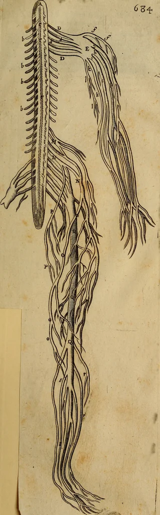 An illustration from Thomae Bartholini Archiatri Danici, Anatome quartum renovata : non tantum ex Institutionibus b.m. parentis, Caspari Bartholini, sed etiam ex omnium cùm veterum, tum recentiorum observationibus, ad circulationem Harveianam, & vasa lymphatica directis : cum iconibus novis et indicibus, 1684, leaf 742