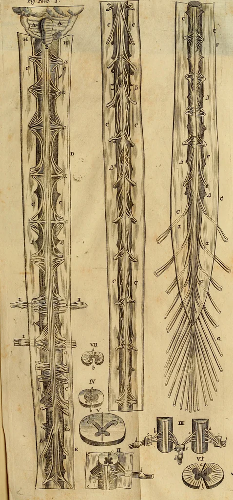 An illustration from Thomae Bartholini Archiatri Danici, Anatome quartum renovata : non tantum ex Institutionibus b.m. parentis, Caspari Bartholini, sed etiam ex omnium cùm veterum, tum recentiorum observationibus, ad circulationem Harveianam, & vasa lymphatica directis : cum iconibus novis et indicibus, 1684, leaf 746