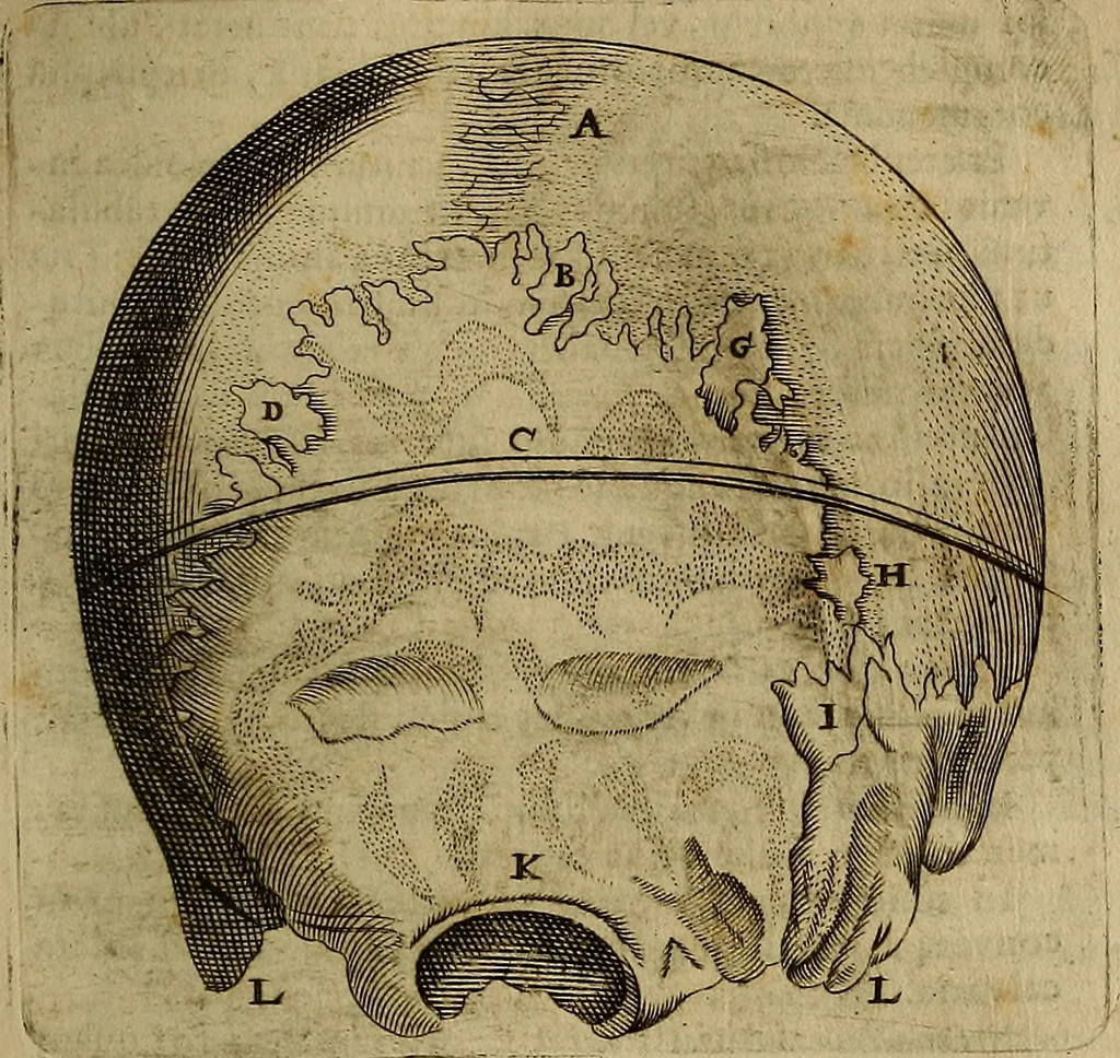 An illustration from Thomae Bartholini Archiatri Danici, Anatome quartum renovata : non tantum ex Institutionibus b.m. parentis, Caspari Bartholini, sed etiam ex omnium cùm veterum, tum recentiorum observationibus, ad circulationem Harveianam, & vasa lymphatica directis : cum iconibus novis et indicibus, 1684, leaf 764